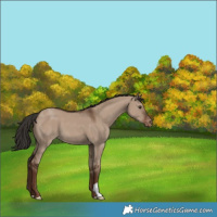 Horse Color:Liver Red Dun Appaloosa 