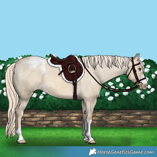 Horse Color:Chocolate Palomino Dun Appaloosa 