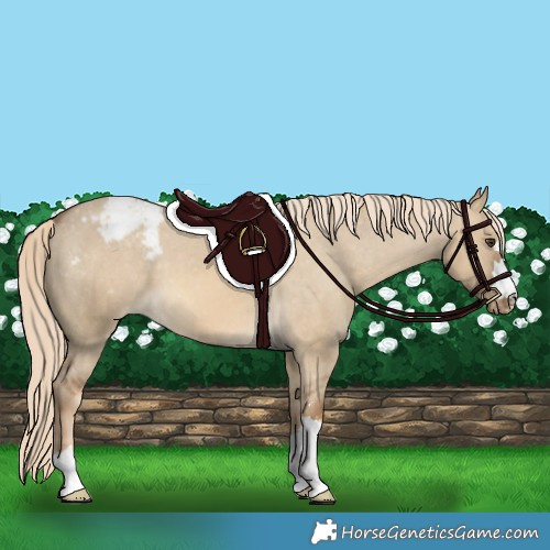 Horse Color:Chocolate Palomino Dun Appaloosa 