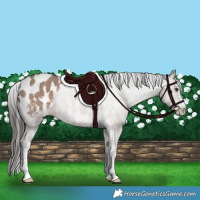 Horse Color:Liver Red Dun Sabino Appaloosa 