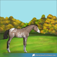 Horse Color:Liver Red Dun Sabino Appaloosa 