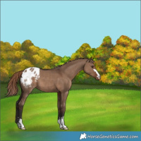 Horse Color:Liver Red Dun Appaloosa 
