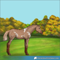 Horse Color:White Spotted Red Dun 
