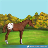 Horse Color:Chestnut Appaloosa
