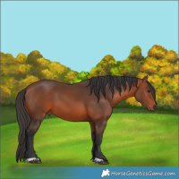 Horse Color:Bay 