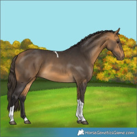 Horse Color:Buckskin Tobiano 