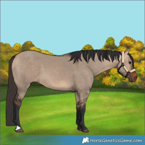 Horse Color:Bay Dun 