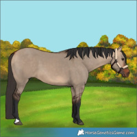 Horse Color:Bay Dun