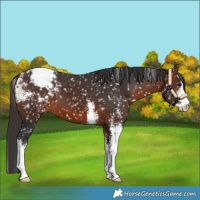 Horse Color:Bay Sabino Appaloosa 