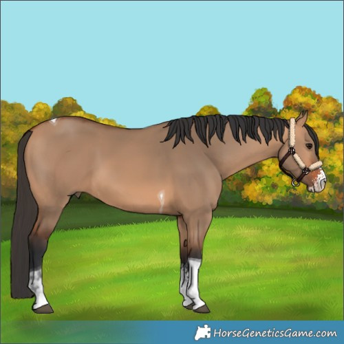 Horse Color:Bay Dun Sabino Tobiano