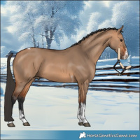 Horse Color:Bay Dun Sabino Tobiano 