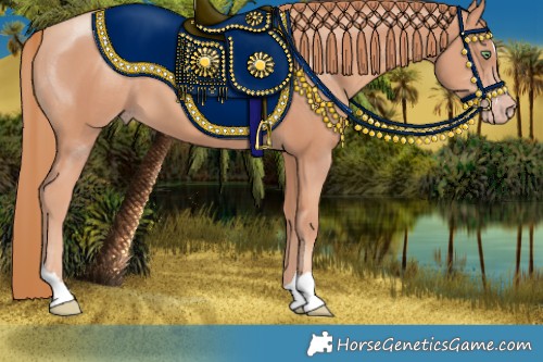 Horse Color:Gold Champagne 