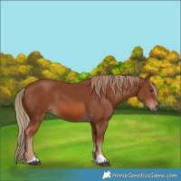 Horse Color:Chestnut 