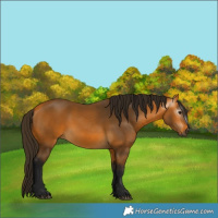 Horse Color:Gray Buckskin 