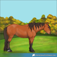 Horse Color:Bay 
