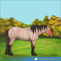 Horse Color:Bay Roan 