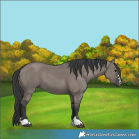 Horse Color:Grullo 
