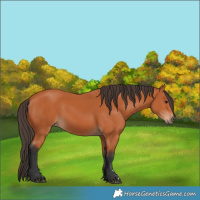 Horse Color:Bay 