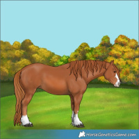 Horse Color:Chestnut 