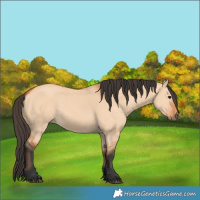 Horse Color:Bay Dun