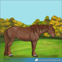 Horse Color:Chestnut 