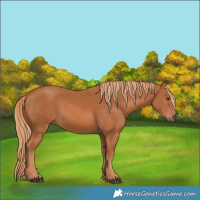 Horse Color:Chestnut 