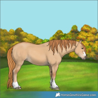 Horse Color:Red Dun