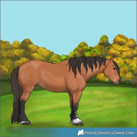 Horse Color:Bay 