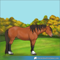Horse Color:Bay 