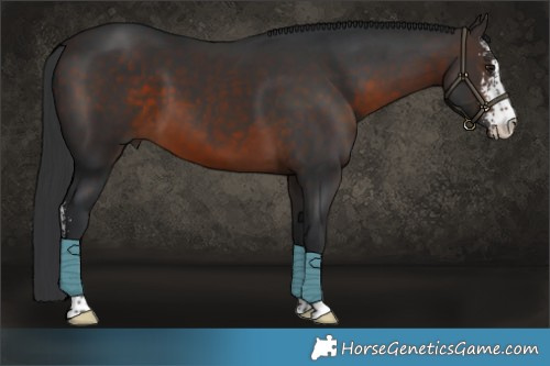 Horse Color:Brown Sabino 