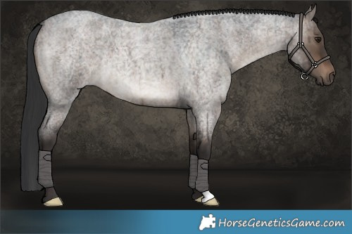 Horse Color:Brown Roan Dun Brindle 