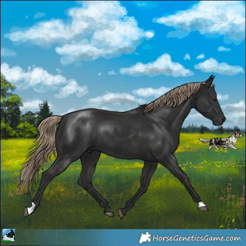 Horse Color:Liver Chestnut Rabicano 