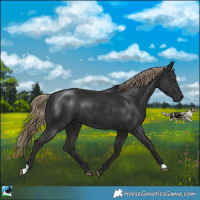 Horse Color:Liver Chestnut Rabicano 