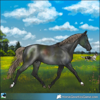 Horse Color:Liver Chestnut Rabicano 