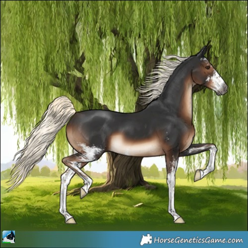 Horse Color:Gray Liver Chestnut Mushroom Sabino
