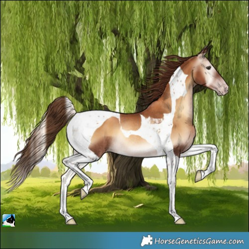 Horse Color:Gray Gold Champagne Onyx Tobiano Rabicano 