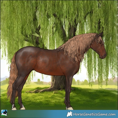 Horse Color:Liver Chestnut Rabicano 