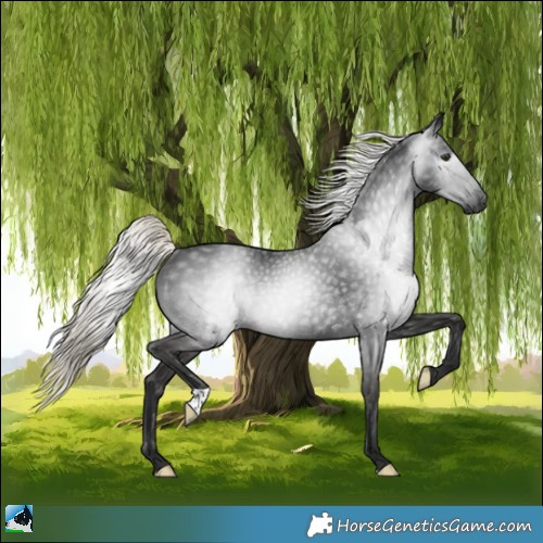 Horse Color:Gray Liver Chestnut Mushroom Rabicano