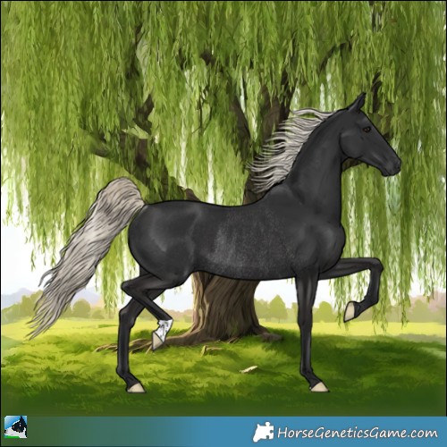Horse Color:Gray Liver Chestnut Mushroom Rabicano 