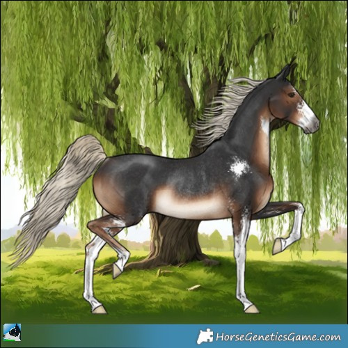 Horse Color:Gray Liver Chestnut Mushroom Sabino Rabicano