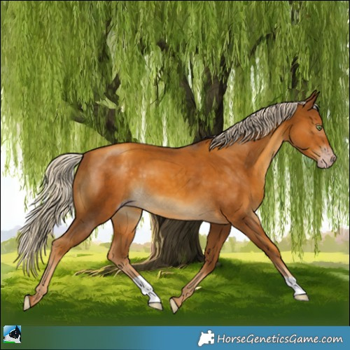 Horse Color:Gray Gold Cream Champagne