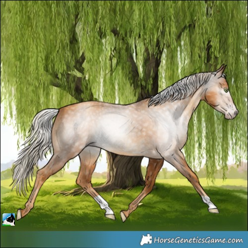 Horse Color:Gray Gold Cream Champagne