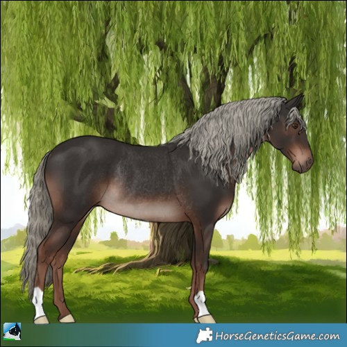 Horse Color:Liver Chestnut Mushroom Rabicano 
