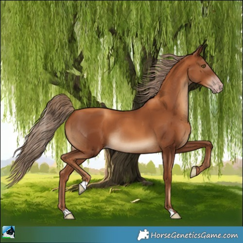 Horse Color:Gray Gold Champagne Rabicano 