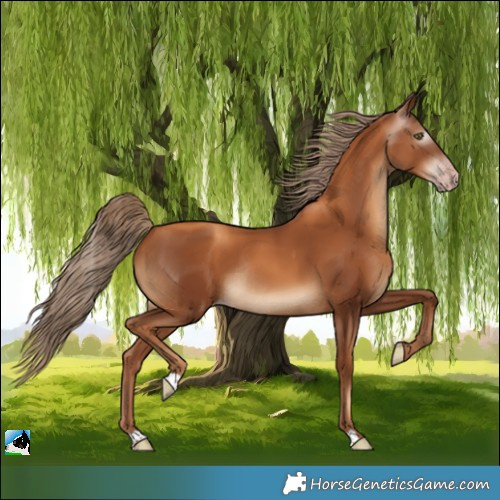 Horse Color:Gray Gold Champagne Rabicano 