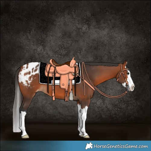 Horse Color:Bay Splash Appaloosa