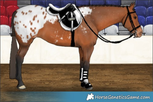 Horse Color:Bay Appaloosa 