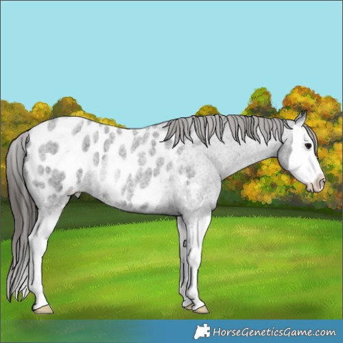 Horse Color:Blue Roan Splash Blanket 