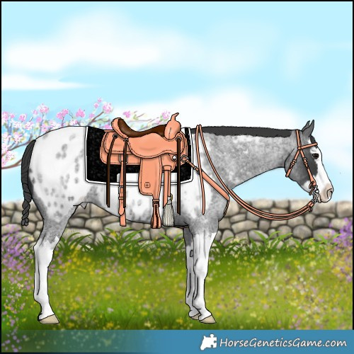 Horse Color:Blue Roan Splash Near Leopard