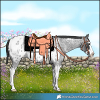 Horse Color:Blue Roan Splash Near Leopard 